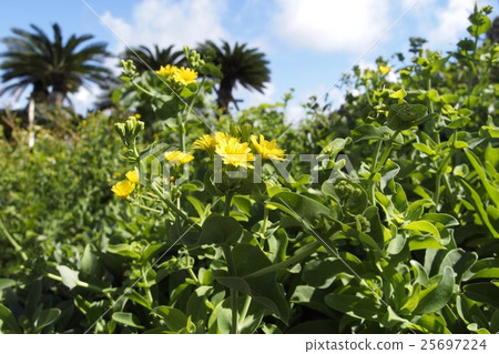 Nicana flowers 25697224