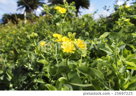 Nicana flowers 25697225