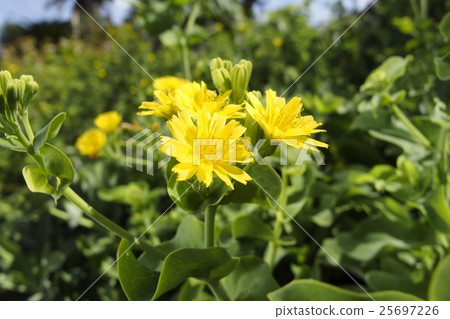 Nicana flowers 25697226