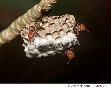 small flying insects look like danger Paper wasp 25697239