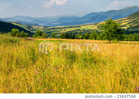 field near home at sunrise field near home at sunrise 25697588