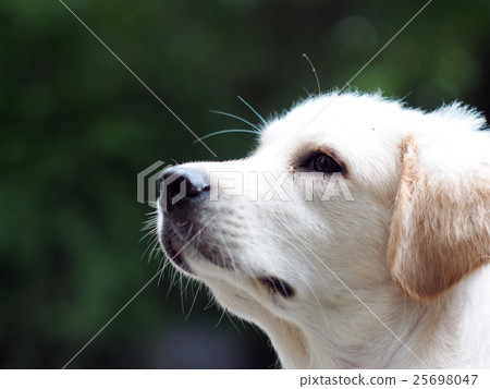 portraits of young small cute lovely mini size dog portraits of young small cute lovely mini size dog 25698047