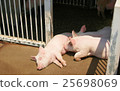 Parent and child of a pig 25698069