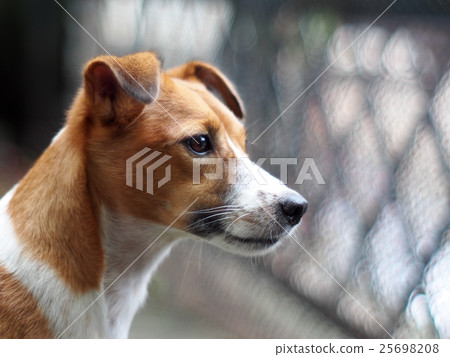 happy active young Jack Russel terrier dog 25698208