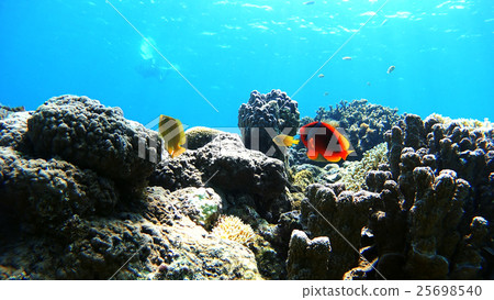 Underwater photography of Hakugannanomi of Okinawa Akajima 25698540