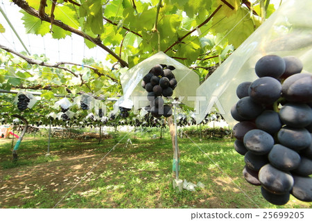 Yamanashi grape 25699205