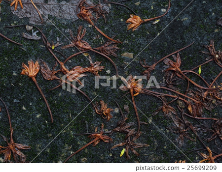 dry flowers falling on dark green moss ground dry flowers falling on dark green moss ground 25699209
