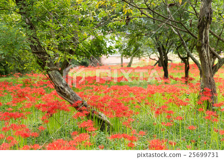 Higambuna group (Hiroshima prefecture Miyaichi Tsuji) 25699731