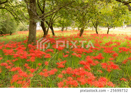 Higambuna group (Hiroshima prefecture Miyaichi Tsuji) 25699732
