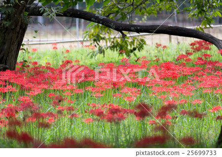 Higambuna group (Hiroshima prefecture Miyaichi Tsuji) 25699733