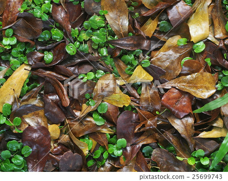 dried leaves leafs falling on the jungle floor  25699743