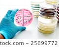 Bacteria culture in petri dish 25699772