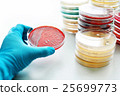 Bacteria culture in petri dish 25699773