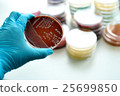 Colonies of bacteria in chocolate agar  25699850