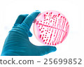 Bacteria culture in petri dish 25699852
