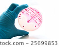 Bacteria culture in petri dish 25699853
