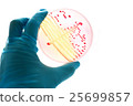 Colonies of bacteria in MacConkey agar  25699857