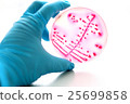 Colonies of bacteria in MacConkey agar  25699858