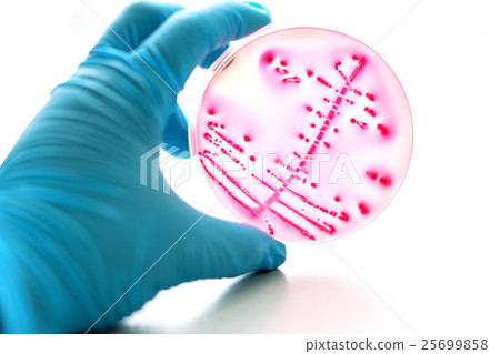 Colonies of bacteria in MacConkey agar  25699858