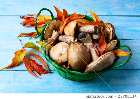 Forest picking mushrooms in green wicker basket Forest picking mushrooms in green wicker basket 25700134