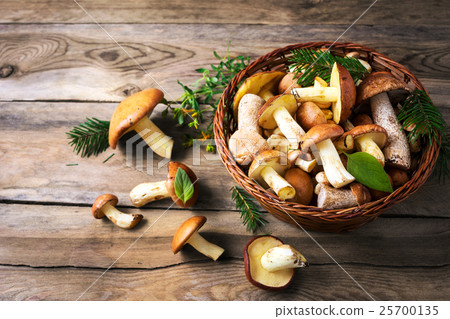 Forest picking mushrooms in the wicker basket Forest picking mushrooms in the wicker basket 25700135
