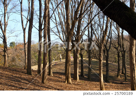 冬天的樹木1 25700189