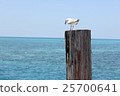 seagull 25700641