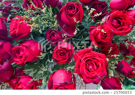 red roses background. red roses background. 25700853