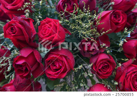 red roses background. red roses background. 25700855