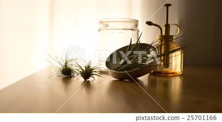 空氣植物 25701166