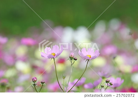 波斯菊秋櫻 25702072