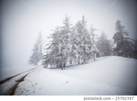Christmas background with snowy fir trees Christmas background with snowy fir trees 25702397