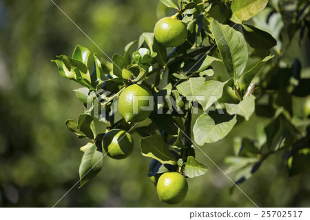 ripening fruits lemon tree close up shot ripening fruits lemon tree close up shot 25702517