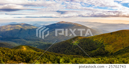 forest on hillside in morning light forest on hillside in morning light 25702743