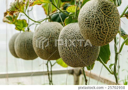 Cantaloupe. Fresh melon on tree. selective focus Cantaloupe. Fresh melon on tree. selective focus 25702938