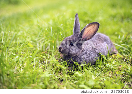 Grey rabbit in grass closeup 25703018
