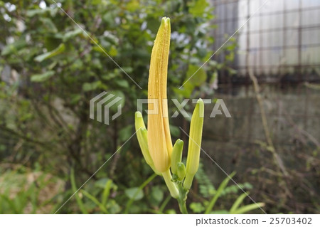 金棕色的芽 25703402