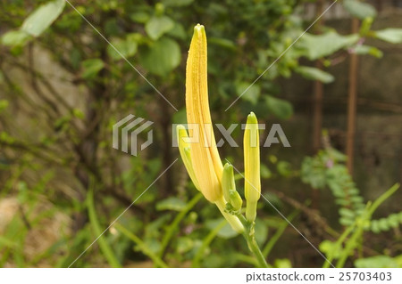 Buds of golden brown 25703403