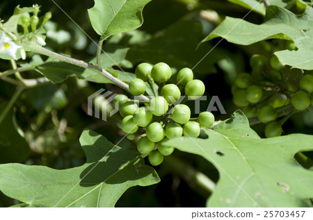 Seiban nasbi fruit 25703457