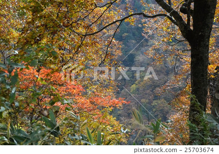 Mountainous mountains colored with autumn leaves 25703674