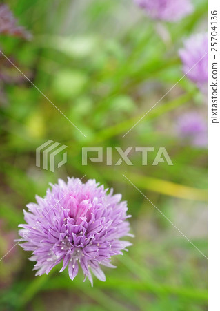 Cute chives 25704136