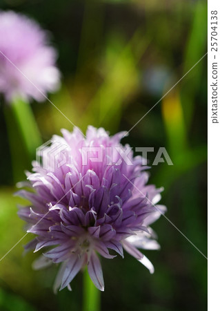 可愛的韭菜 可愛的韭菜 25704138