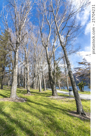 Garden and dead tree 25704231