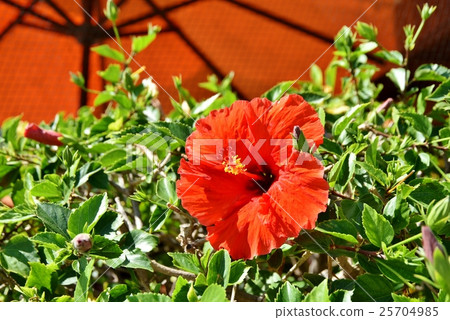 夏威夷的假期 25704985