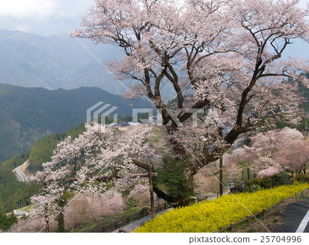 葫蘆櫻桃樹 25704996