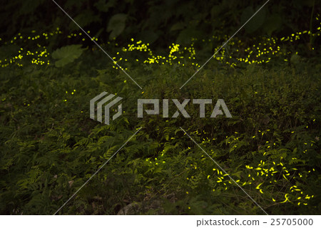 和美步道 螢火蟲 25705000