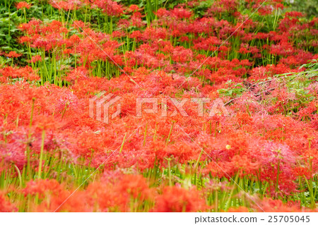 Cluster amaryllis 25705045
