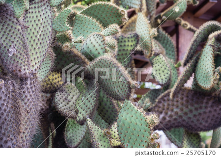 Galapagos cactus Galapagos cactus 25705170