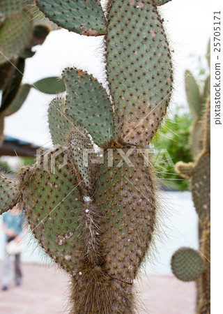 Galapagos cactus 25705171