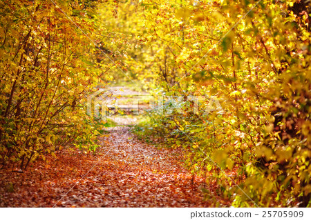 Pathway with fallen leaves through the colourful Pathway with fallen leaves through the colourful 25705909